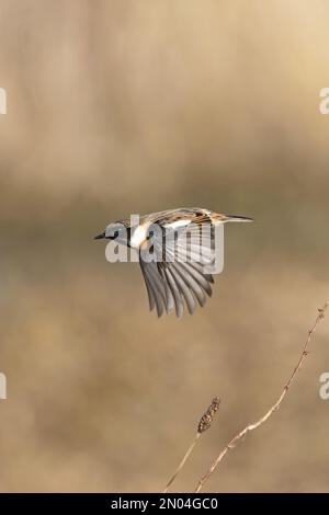 European Stonechat (Saxicola torquata) hiver plumed mâle Norwich UK GB février 2023 Banque D'Images