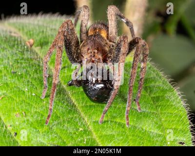 Araignée errante (Ctenidae) se nourrissant d'un cafard dans la forêt tropicale, province d'Orellana, Équateur Banque D'Images