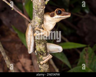 Grenouille plate à tête large (Osteocephalus planiceps) sur une branche de la forêt tropicale dans l'Amazonie équatorienne Banque D'Images