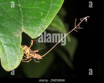 Le champignon Cordyceps (Ophiocordyceps sp) infectant une guêpe, province d'Orellana, Équateur Banque D'Images