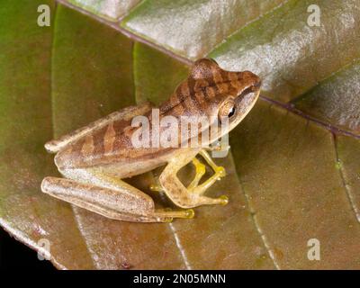 La grenouille de la rivière Quacking (Boana lanciformis), province d'Orellana, Équateur Banque D'Images