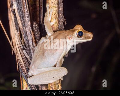 Grenouille plate à tête large (Osteocephalus planiceps) sur une branche de la forêt tropicale dans l'Amazonie équatorienne Banque D'Images