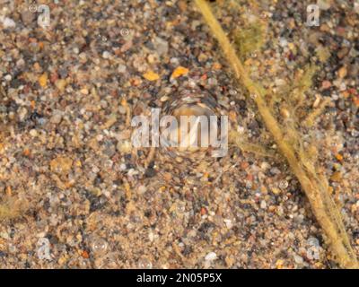 Embryon en développement de la grenouille veinée (Trachycephalus macrotis). Forme un film au-dessus de l'étang, empêchant la concurrence d'autres espèces. En pluie Banque D'Images