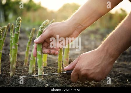 Homme cueillant des asperges fraîches dans le champ, gros plan Banque D'Images