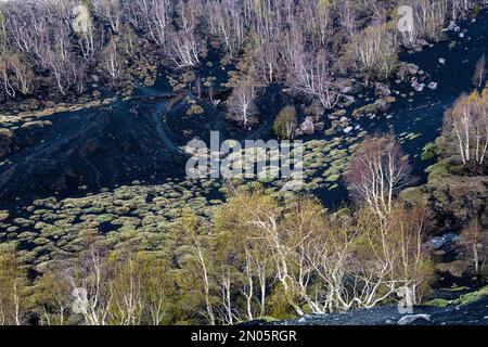 Les bouleaux argentés (betula aetnensis) poussent sur un sol couvert de cendres noires, en hauteur sur l'Etna, en Sicile, autour de la grotte de lave Grotta di Serracozzo Banque D'Images