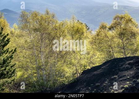 Au printemps, les bouleaux argentés (betula aetnensis) poussent sur un sol couvert de cendres noires, en hauteur sur l'Etna, en Sicile Banque D'Images