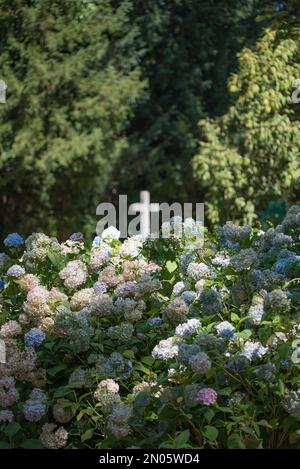 Un cliché vertical de plante d'hortensias en plein soleil avec une croix en arrière-plan Banque D'Images