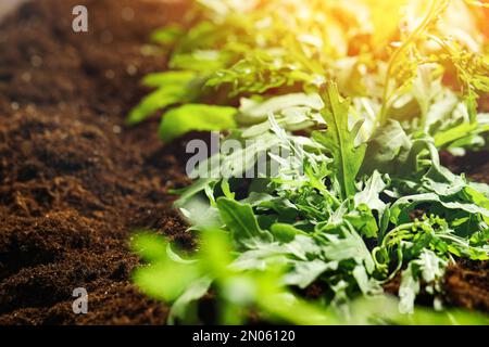 Jeunes pousses ensoleillées de la plante de l'arugula dans le sol, en gros plan Banque D'Images