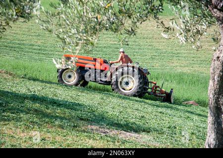 Agriculture traditionnelle. Un agriculteur travaille sur un tracteur rouge dans un champ, fauchant l'herbe pour faire du foin. Un homme conduit un tracteur. Banque D'Images