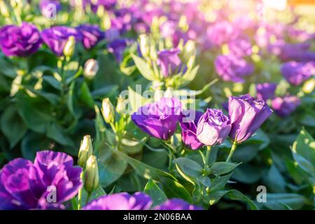 Le Lisianthus violet fleurit dans un jardin aux rayons du soleil. Banque D'Images