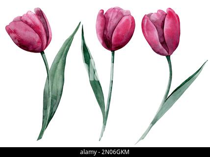 Ensemble aquarelle avec fleurs tulipes. Illustration florale dessinée à la main sur fond isolé avec plantes en fleurs pour cartes de vœux ou invitations. Dessin dans les couleurs tendance viva magenta, rose et rouge. Banque D'Images