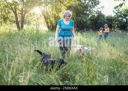 Femme âgée aux cheveux avec ses chiens charmants dans le parc. Portrait d'une femme âgée souriante à l'extérieur avec son retriever d'or et labrador sur l'herbe Banque D'Images