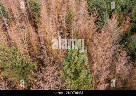 Vue aérienne de la mortalité des arbres due à la sécheresse, aux insectes ou à une maladie avec des arbres malades et morts dans la forêt Banque D'Images