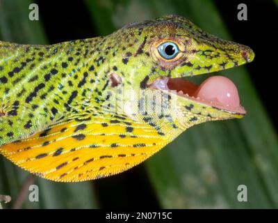 Anole arboricole (Anolis transversalis), gros plan de la tête d'un homme, province d'Orellana, Équateur Banque D'Images