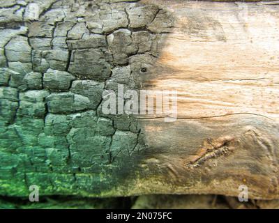 Forêt endommagée par le feu. Forêts boréales brûlées. Feu de forêt faible feu dans une forêt mixte avec une prédominance de pin. Troncs, souches et soutiens-gorge d'arbre grillés et charmés Banque D'Images