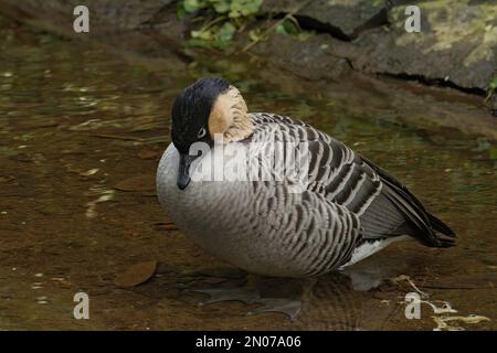 Gros plan de l'oie hawaïenne en voie de disparition, Branta sandvicensis, au parc Paradisio, en Belgique, assise dans l'eau Banque D'Images