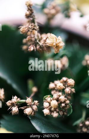 Fleurs flétrissent et feuilles vertes Banque D'Images