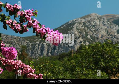 Bougainvillea glabra (fleur en papier) fleurit dans les montagnes des Balkans du Monténégro. Banque D'Images
