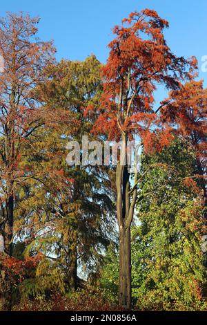 Un arbre de Larch doré (Pseudolarix amabilis) s'élève dans un ciel bleu vif, vu dans sa couleur d'automne (automne) en novembre, dans le sud de l'Angleterre Banque D'Images