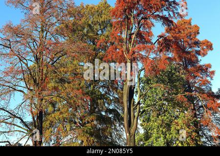 Un arbre de Larch doré (Pseudolarix amabilis) s'élève dans un ciel bleu vif, vu dans sa couleur d'automne (automne) en novembre, dans le sud de l'Angleterre Banque D'Images