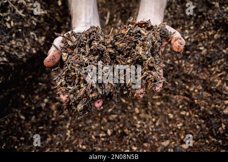 Mains tenant des copeaux de bois pour le jardin.Mulching lit vert-de-verger avec paillis d'écorce de pin.fond naturel de paillis de bois recyclé. Mains tenant le bois Banque D'Images