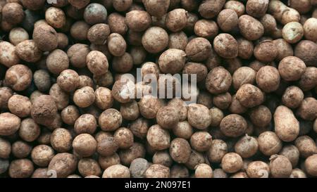 L'arachide Bambara ou Vigna subterranea qui couvrait encore de terre.Vigna subterranea mûrit ses gousses sous terre, comme l'arachide. Ils peuvent l'être Banque D'Images