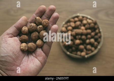 Une main tenant l'arachide Bambara ou Vigna subterranea qui encore couvert de sol.Vigna subterranea mûrit ses gousses souterraines, tout comme le peanu Banque D'Images