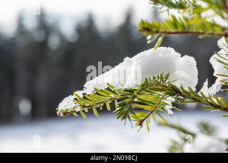 Fonte de la neige sur une branche.concept de l'arrivée du printemps.adieu hiver.sapin avec de la neige au soleil. La chaleur à venir.branche de Fir avec de la neige au soleil Banque D'Images