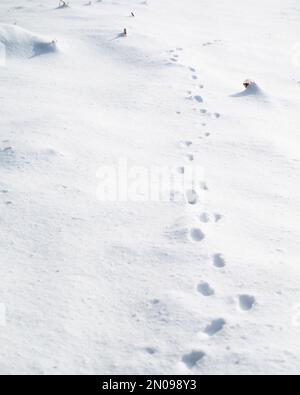 Traces de pas dans la neige.empreintes d'animaux dans la neige.sentier d'hiver et concept de traque.tracé de la ligne dans la glace.marquage des animaux sauvages dans la nature Banque D'Images