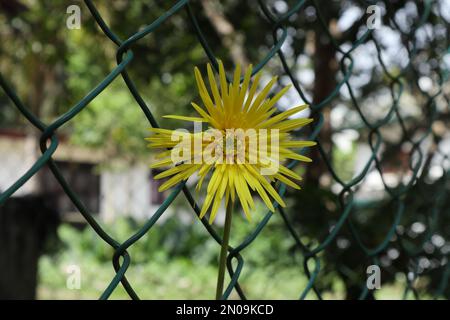 Une belle fleur de Gerbera de couleur jaune a fleuri près de la clôture dans le jardin de la maison (cette fleur aussi connue sous le nom de Babandesiya) Banque D'Images