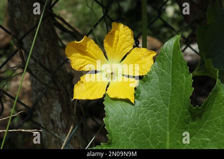 Une grande fleur de citrouille de couleur jaune (Cucurbita moschata) avec une minuscule abeille moins piquant pollinisant la fleur Banque D'Images