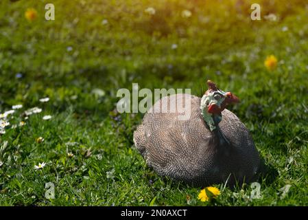 Pintades paître sur l'herbe verte de la cour Banque D'Images