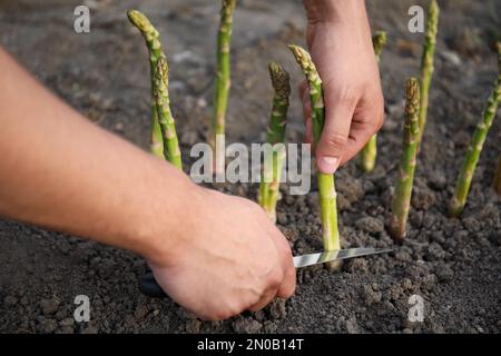 Homme cueillant des asperges fraîches dans le champ, gros plan Banque D'Images