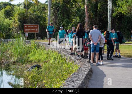 Homestead, Floride - 1-21-2023 - les visiteurs observent le grand alligator américain - Alligator mississippiensis - au Royal Palm Visitor Centre, dans les Everglades. Banque D'Images