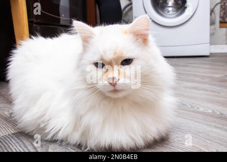 Angora de chat blanc avec des taches rouges de gros plan Banque D'Images