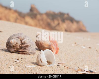 Coquillages sur le sable. Symbole des vacances en bord de mer Banque D'Images