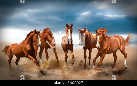De beaux chevaux qui se délatent de la poussière tout en courant dans le désert Banque D'Images