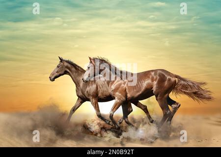De beaux chevaux qui se délatent de la poussière tout en courant dans le désert Banque D'Images