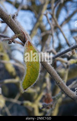 Une feuille de pomme recouverte de gel, bancale d'un arbre en hiver Banque D'Images