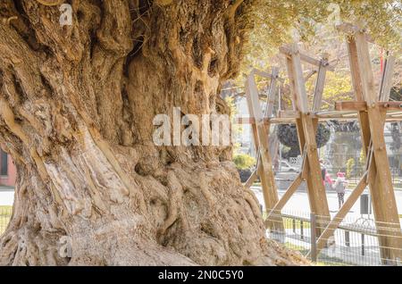 Vieux Olive Tree à Mersin (Mezitli), Turquie Banque D'Images