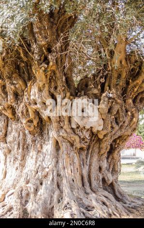 Vieux Olive Tree à Mersin (Mezitli), Turquie Banque D'Images
