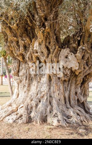 Vieux Olive Tree à Mersin (Mezitli), Turquie Banque D'Images