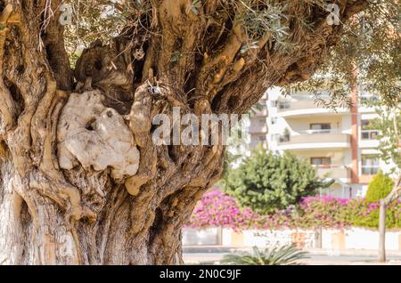Vieux Olive Tree à Mersin (Mezitli), Turquie Banque D'Images