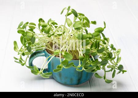 Jeunes pousses de tournesol dans une tasse en céramique bleue. Arrière-plan blanc. Banque D'Images