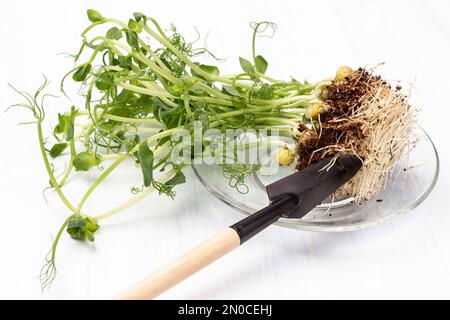 Pousses de tournesol avec racines et spatule de jardin sur plaque de verre. Arrière-plan blanc. Vue de dessus Banque D'Images