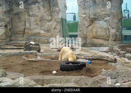 Bremerhaven, Allemagne - 21 octobre 2018: Grand ours blanc polaire jouant avec grand pneu dans le zoo. Banque D'Images