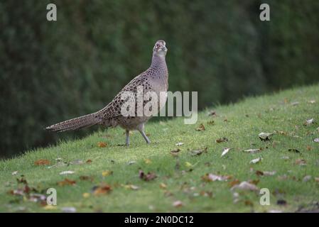 Faisan commun femelle (Phasianus colchicus) debout sur la pente de Grassy avec la tête tournée à la caméra et le cou étiré, contre un fond de couverture vert Banque D'Images