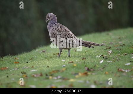 Gros plan image du profil gauche d'un faisan commun femelle (Phasianus colchicus) debout sur un versant gravieux parmi les feuilles d'automne au milieu du pays de Galles en octobre Banque D'Images