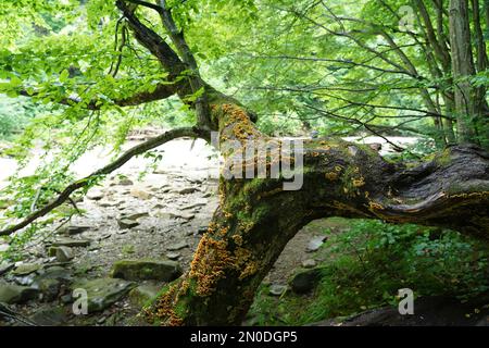 Podkarpacie, été, juillet, San River, champignons sur un tronc d'arbre sur la rive Banque D'Images