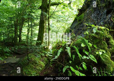 Podkarpacie, été, juillet, San River, fougères et mousses sur un tronc d'arbre dans une forêt à feuilles caduques sur une rive Banque D'Images